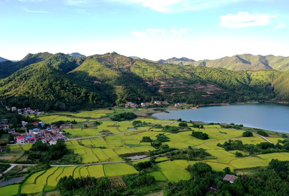 湖南新田：大暑时节田园美 早稻渐黄入画来（组图）