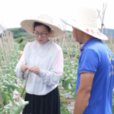 江永蔬菜畅销大湾区