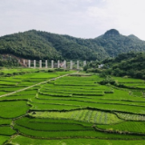 新田：处暑夏已尽 满目绿景“画”丰年