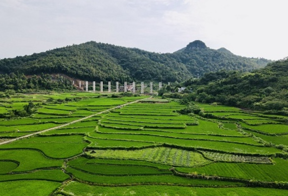 新田：处暑夏已尽 满目绿景“画”丰年