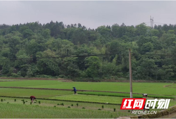 东安：党建引领乡村振兴 共建美丽幸福乡村