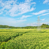 湖南新田：立秋时节迎丰收 水果玉米鲜嫩甜