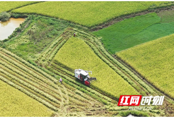 湖南道县：秋日田间收获忙（组图）