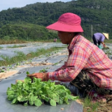 江永：秋冬蔬菜移栽忙