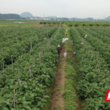 湖南江永：小蔬菜“国庆”走俏粤港澳大市场