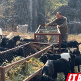 江永：“山间放养”黑山羊 奏响乡村振兴“新牧歌”