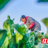 湖南道县：采蔬菜 供市场（组图）