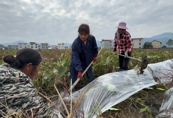 江永：万亩香芋“穿棉衣” 越冬藏富待春发