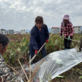 江永：万亩香芋“穿棉衣” 越冬藏富待春发