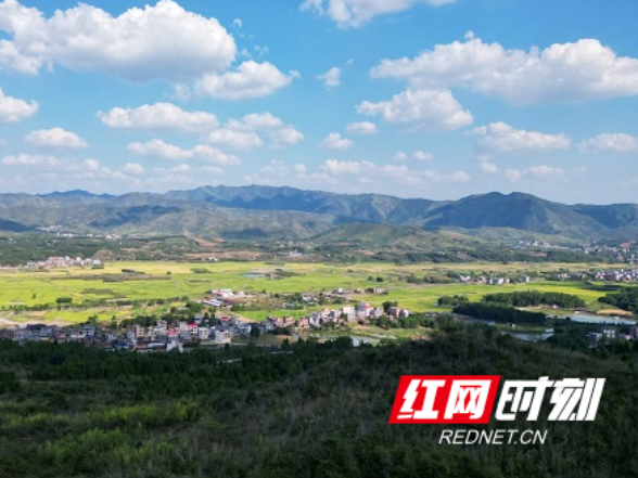湖南新田：秋意浓迎丰收 风吹稻浪美如画（组图）