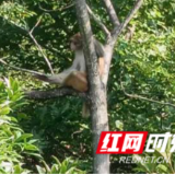 湖南道县月岩国家森林公园藏酋猴下山“赴节”