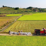 新田县三井镇:订单农业解民忧 粮农丰收“钱”景好