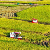 湖南新田：抢收水稻（组图）