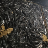 产业赋能激活力 永州鳗鱼跑出发展“加速度”