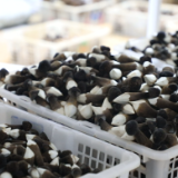 道县:鸡枞菌告别“季节限定” 织就乡村振兴“富民网”