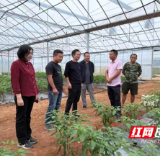 永州市农科所:专家田间“传经送宝” 助力辣椒丰产增收
