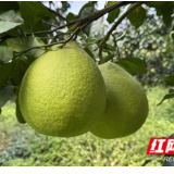 江永：13.8万亩香柚丰收在望 优良品质吸引客商提前预购