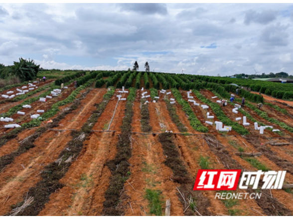 江永:千亩淮山迎丰收 “土疙瘩”成致富“金宝贝”