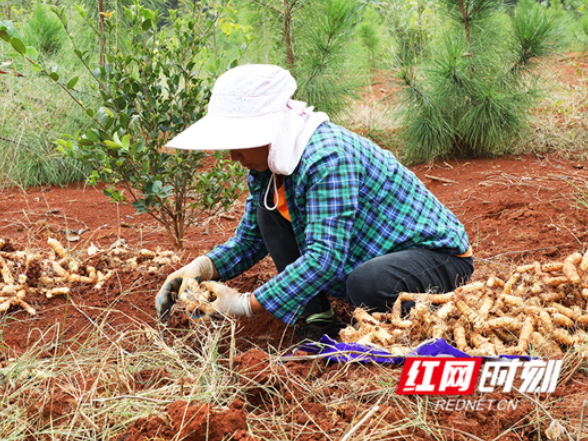 新田:林下种药材 玉竹开出“致富方”