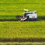 湖南新田：抢收水稻 颗粒归仓（组图）