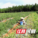 江永:辣椒错峰上市 助瑶民“巧”增收