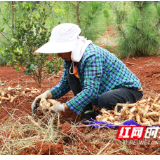 新田：林下种药材 玉竹开出“致富方”