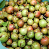 江永:霜降采茶籽 又是一年茶油香