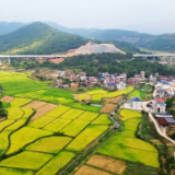 湖南新田:稻菽千重金浪涌 长桥一架宏图新(组图)