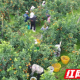 江永:砂糖橘丰收季 甜蜜果实装满 “钱袋子”