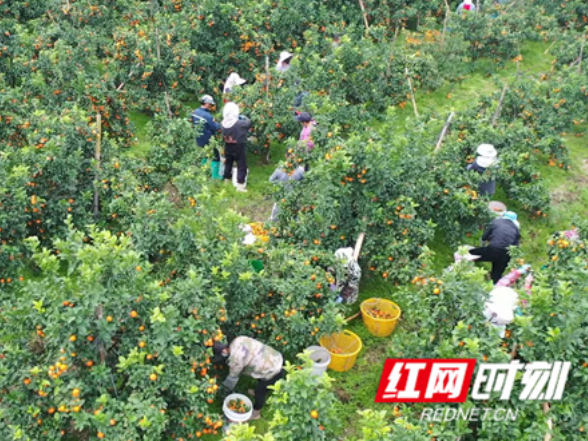 江永：砂糖橘丰收季 甜蜜果实装满 “钱袋子”