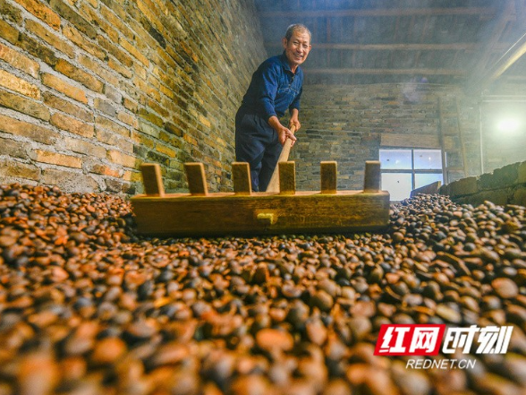 湖南道县：古法压榨 茶油飘香（组图）