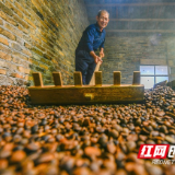 湖南道县：古法压榨 茶油飘香（组图）