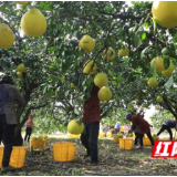 江永:香柚喜获丰收 特色产业助力乡村振兴“甜蜜”升级