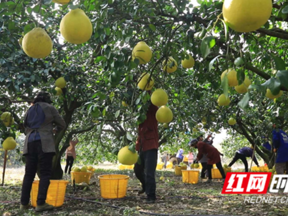 江永：香柚喜获丰收 特色产业助力乡村振兴“甜蜜”升级