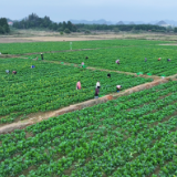 道县:“菜篮子”变“钱袋子” 冬日菜心热销粤港澳