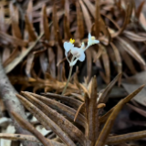 视频丨湖南双牌阳明山发现物种新纪录——宽翅水玉簪