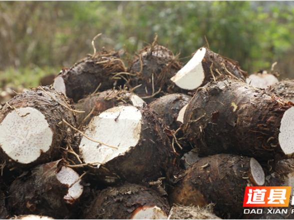 道县：香芋丰收促增收 多元种植助力稳岗就业
