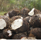 道县:香芋丰收促增收 多元种植助力稳岗就业