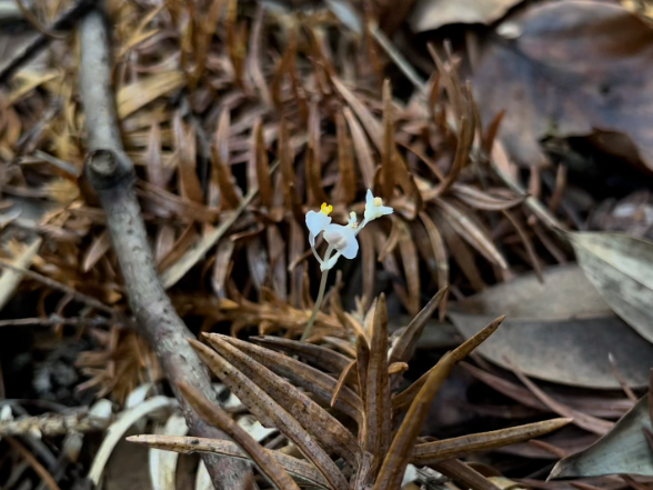 视频丨湖南双牌阳明山发现物种新纪录——宽翅水玉簪
