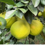 文化永州丨嶷山阿云：柚想你一一江永香柚