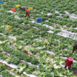 江永：冬早蔬菜抢“鲜”上市