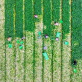 湖南新田：富硒蔬菜 助农增收（组图）