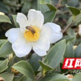 江永:冬日暖阳 山茶花盛开