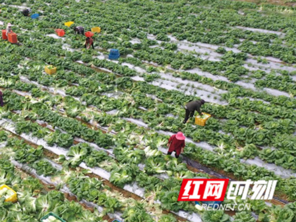 江永：冬早蔬菜抢“鲜”上市