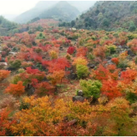 蓝山谷景区提质改造项目如火如荼建设