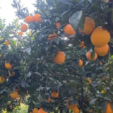 富硒沃土育佳果 江永脐橙即将甜蜜上市