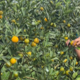 江永:脆蜜金桔喜获丰收 甜蜜产业铺就振兴路