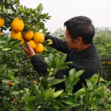 道县:邮政惠农“橙”意满满 脐橙销售搭上绿色快车