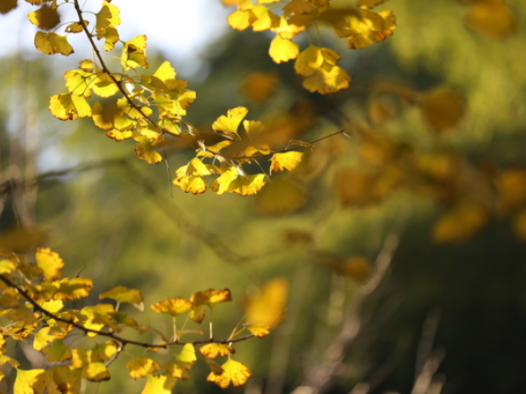 湖南新田：千年银杏披金衣 冬日增添绚烂暖意