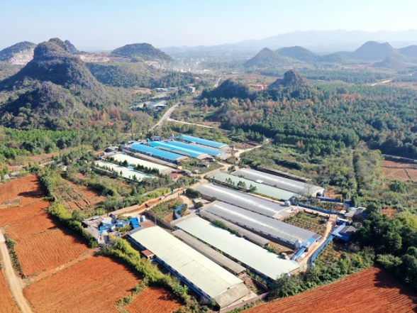 湖南新田生猪产业跑出“加速度”